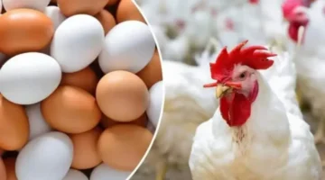 هاني جنينة يشرح كيف أدى تراجع أسعار الدواجن والبيض والسكر إلى شبه استقرار التضخم الشهري